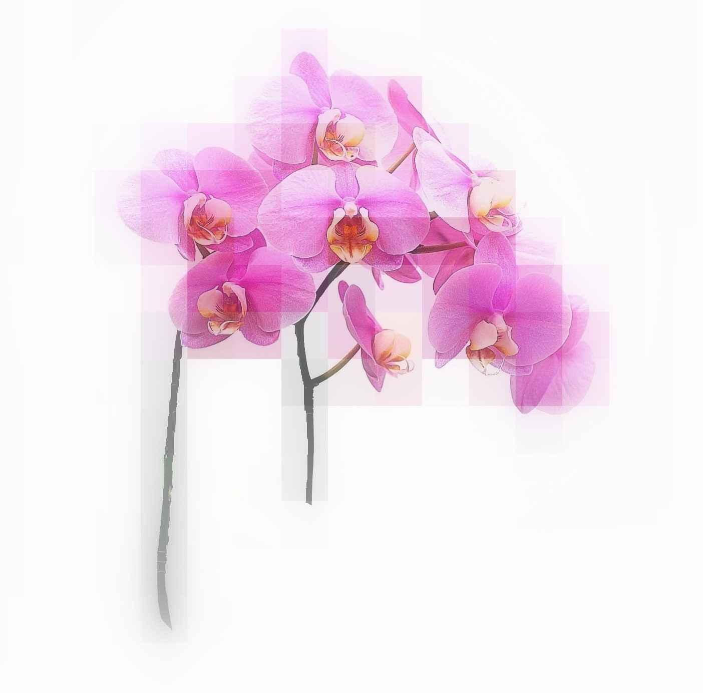 k&eacute;tsz&aacute;ras phalaenopsis a marczika bonsai studiobol